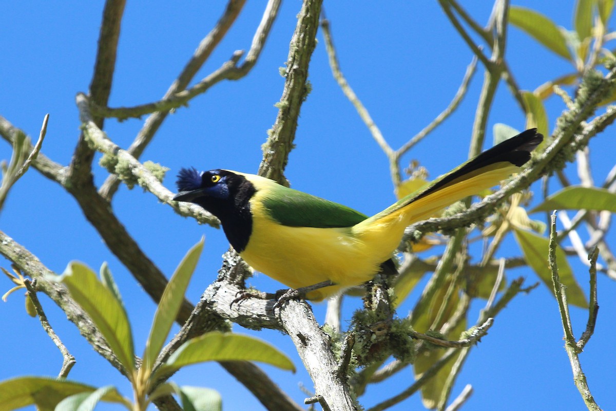 Green Jay - Luis Carlos García Mejía