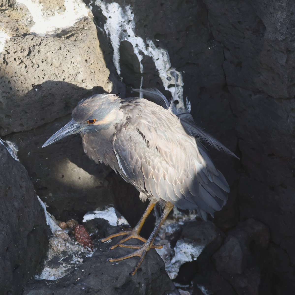 Yellow-crowned Night Heron - ML620621668