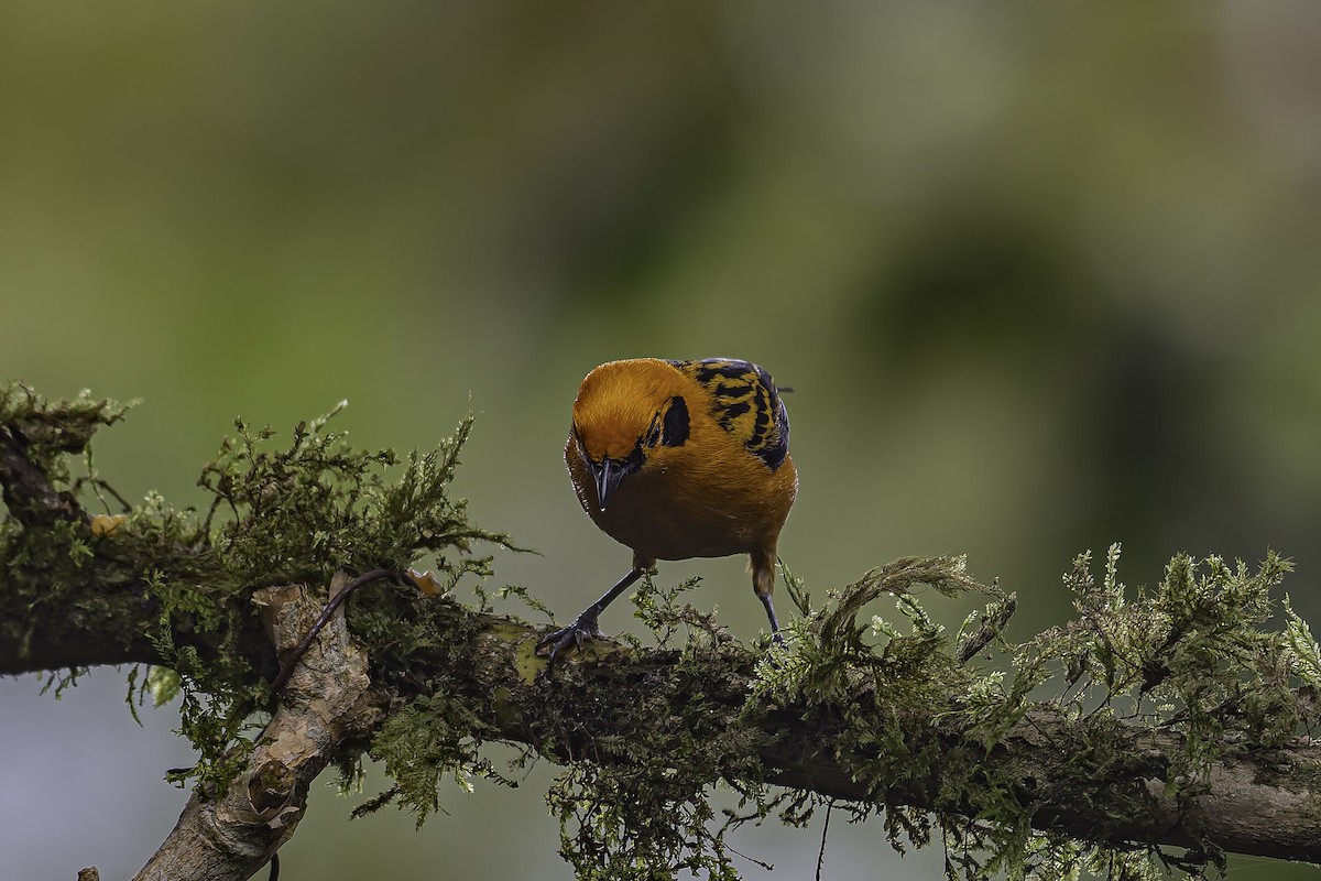 Golden Tanager - ML620621669