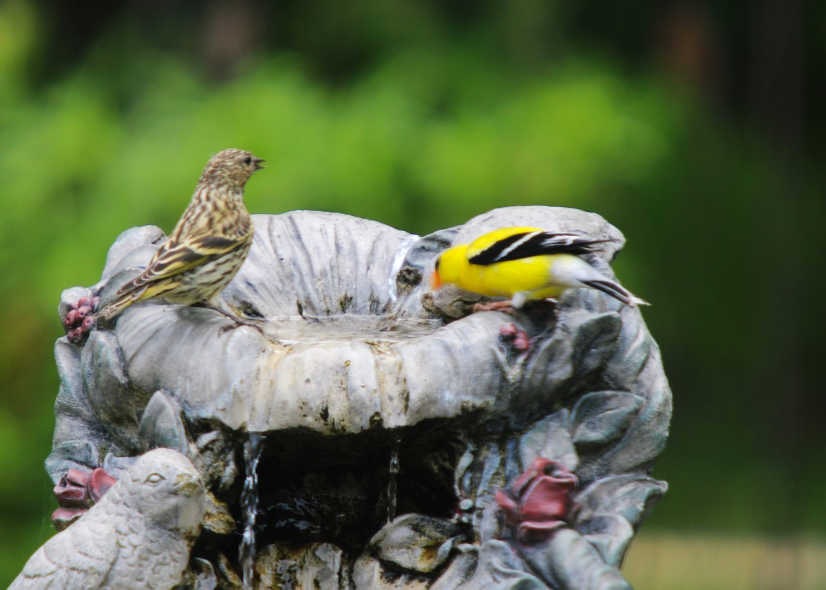 Pine Siskin - ML620621670