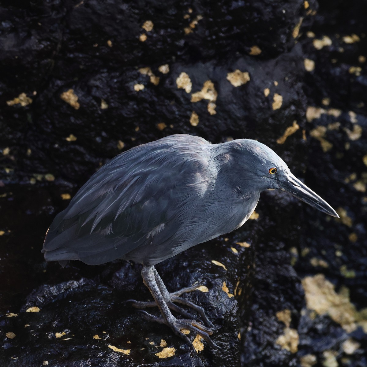 Striated Heron - ML620621671