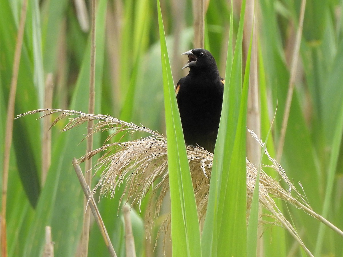 Red-winged Blackbird - ML620621673