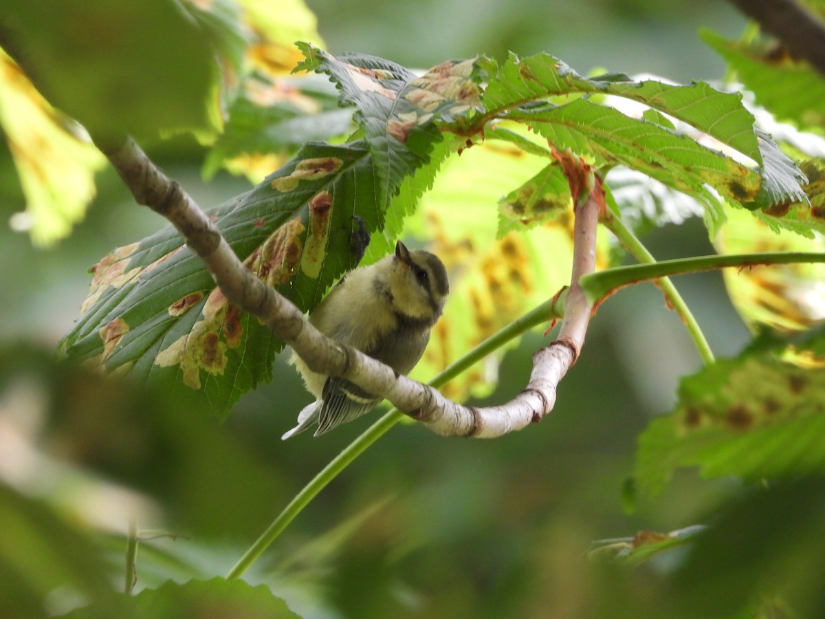 Eurasian Blue Tit - Monika Czupryna