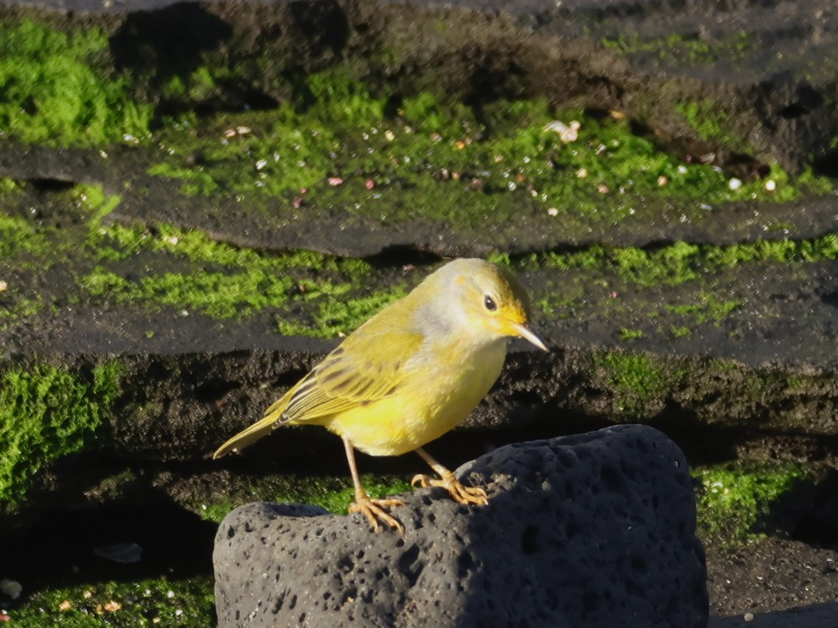 Yellow Warbler - ML620621681