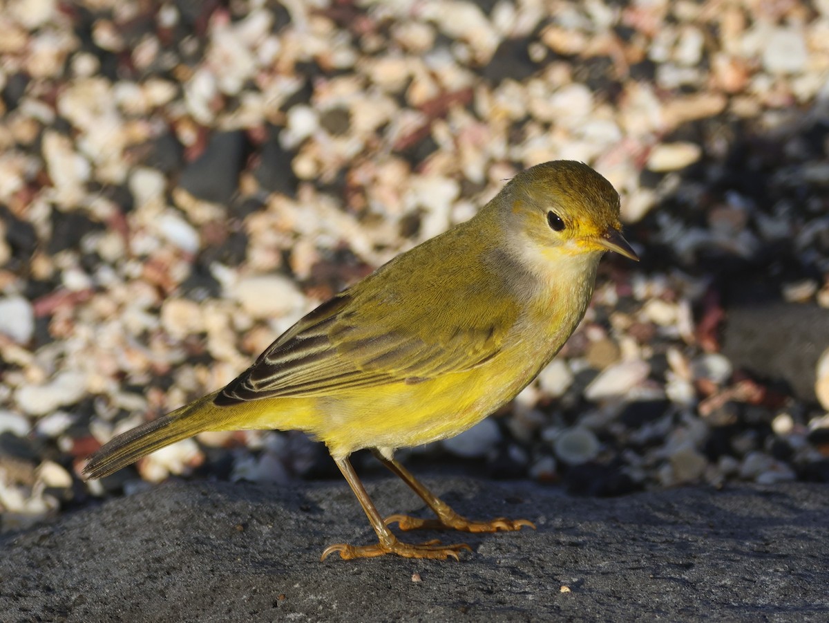 Yellow Warbler - ML620621682