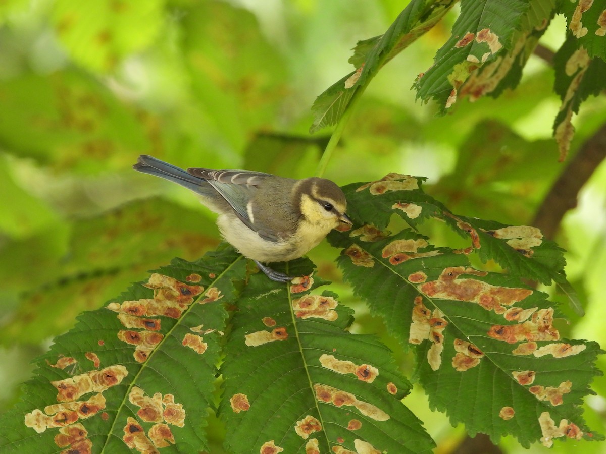 Mésange bleue - ML620621690