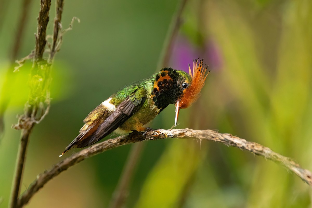 Rufous-crested Coquette - Thibaud Aronson