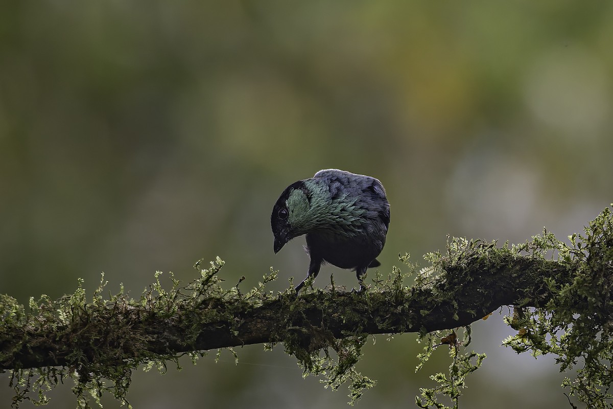 Black-capped Tanager - ML620621697