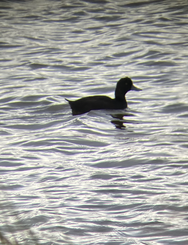 New Zealand Scaup - ML620621708