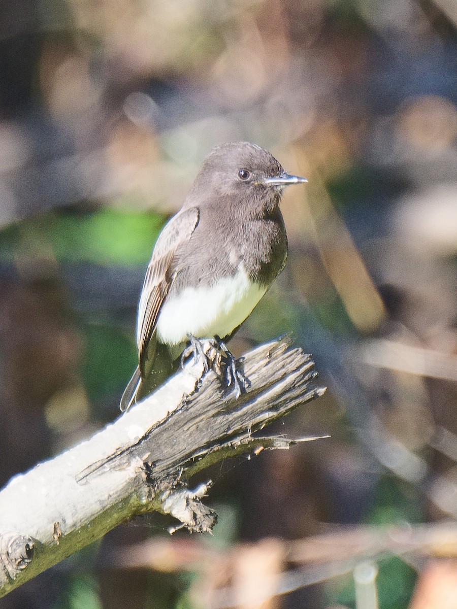 Black Phoebe - ML620621711