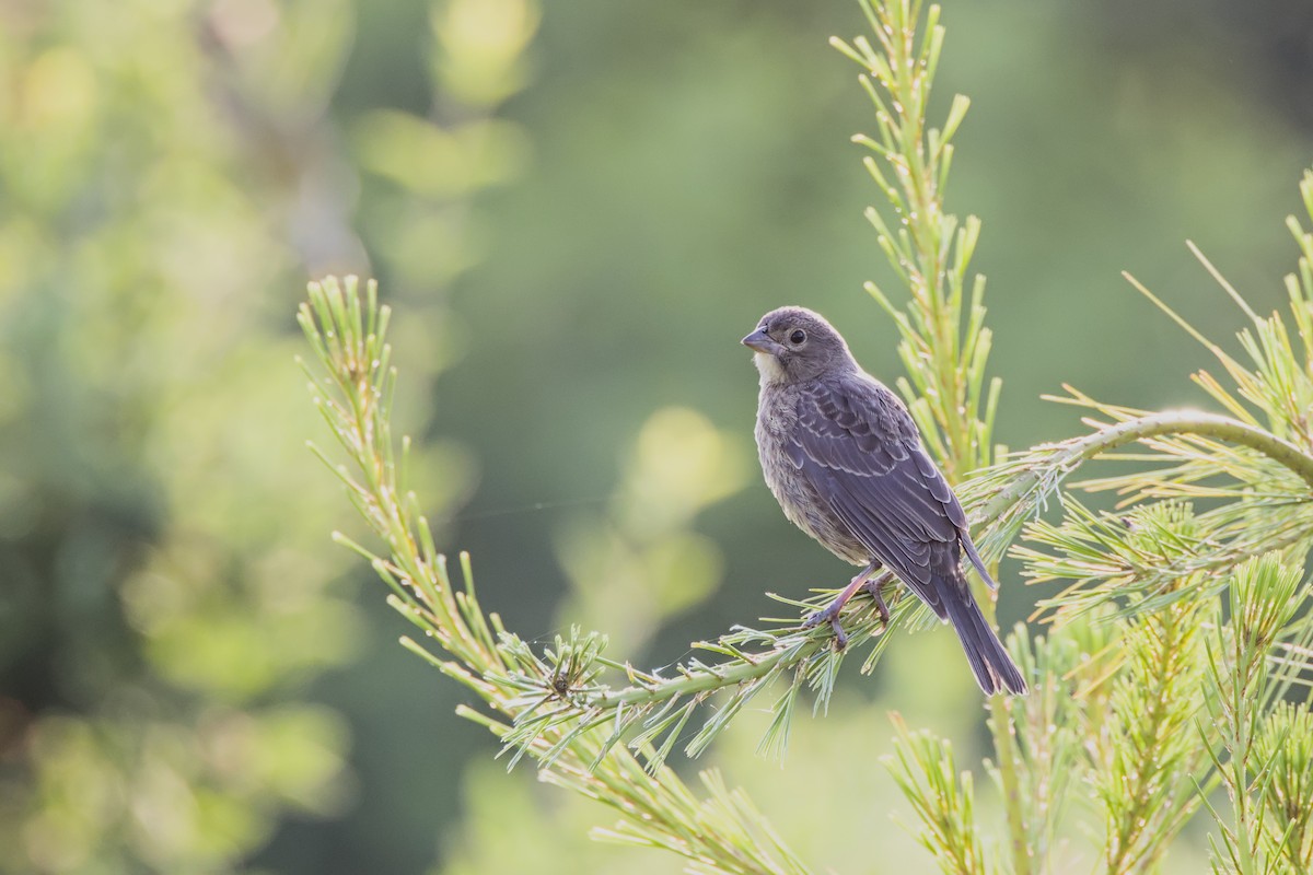 Brown-headed Cowbird - ML620621715