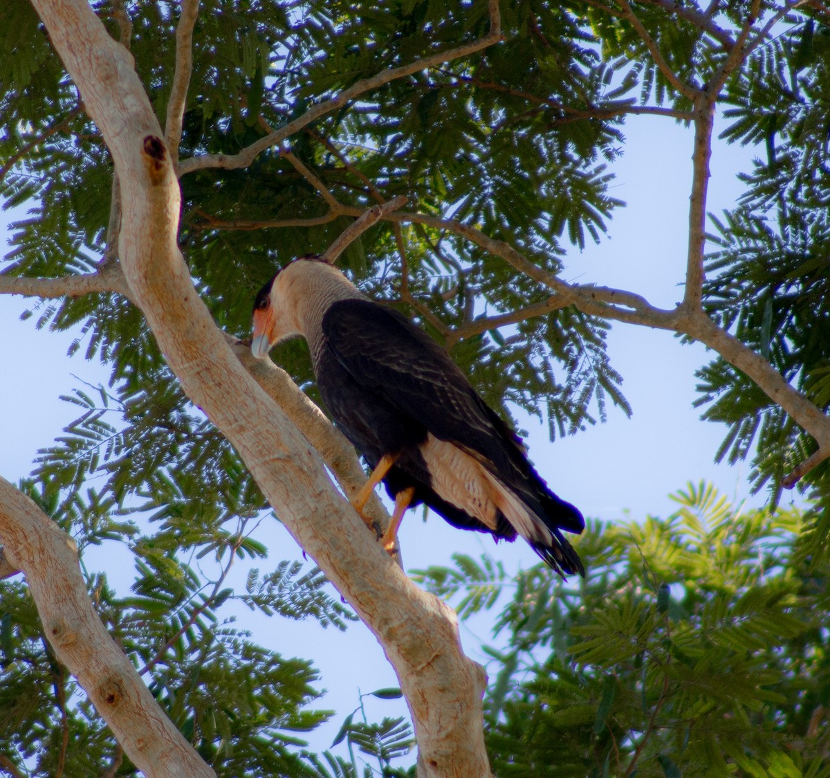 Crested Caracara (Southern) - ML620621716