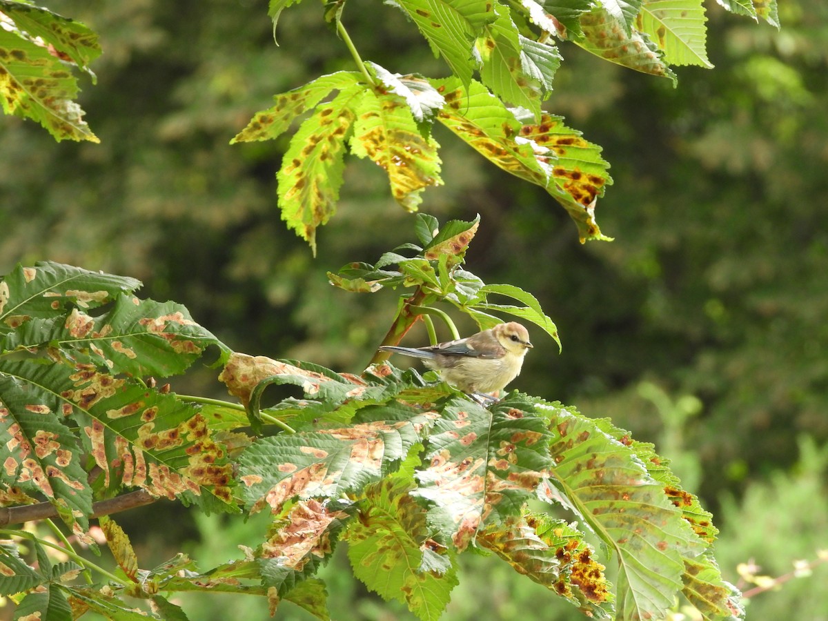 Eurasian Blue Tit - ML620621717