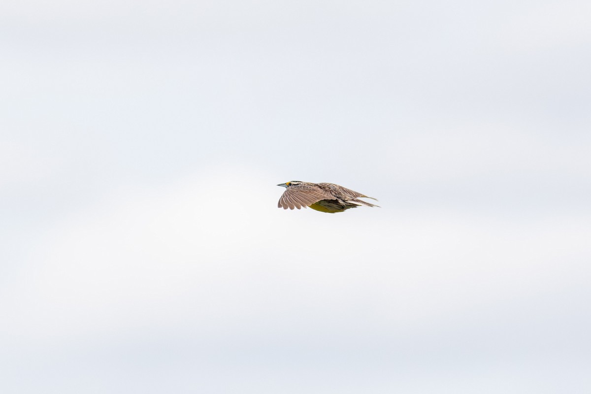 Eastern Meadowlark (Eastern) - ML620621720