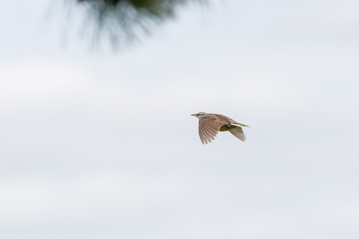 Eastern Meadowlark (Eastern) - ML620621721