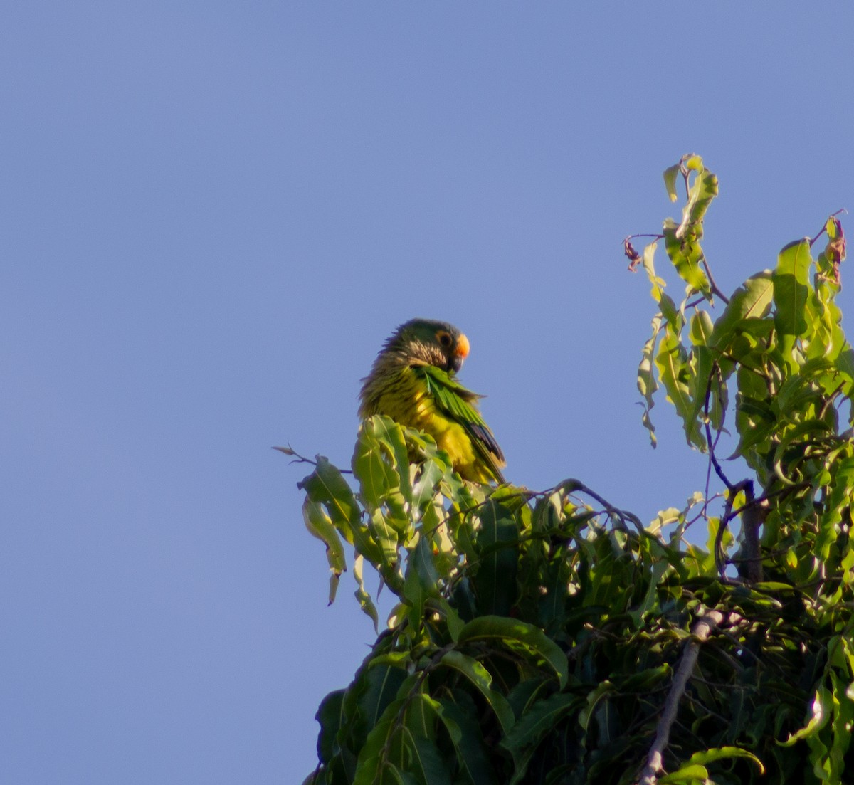 テツバシメキシコインコ - ML620621722