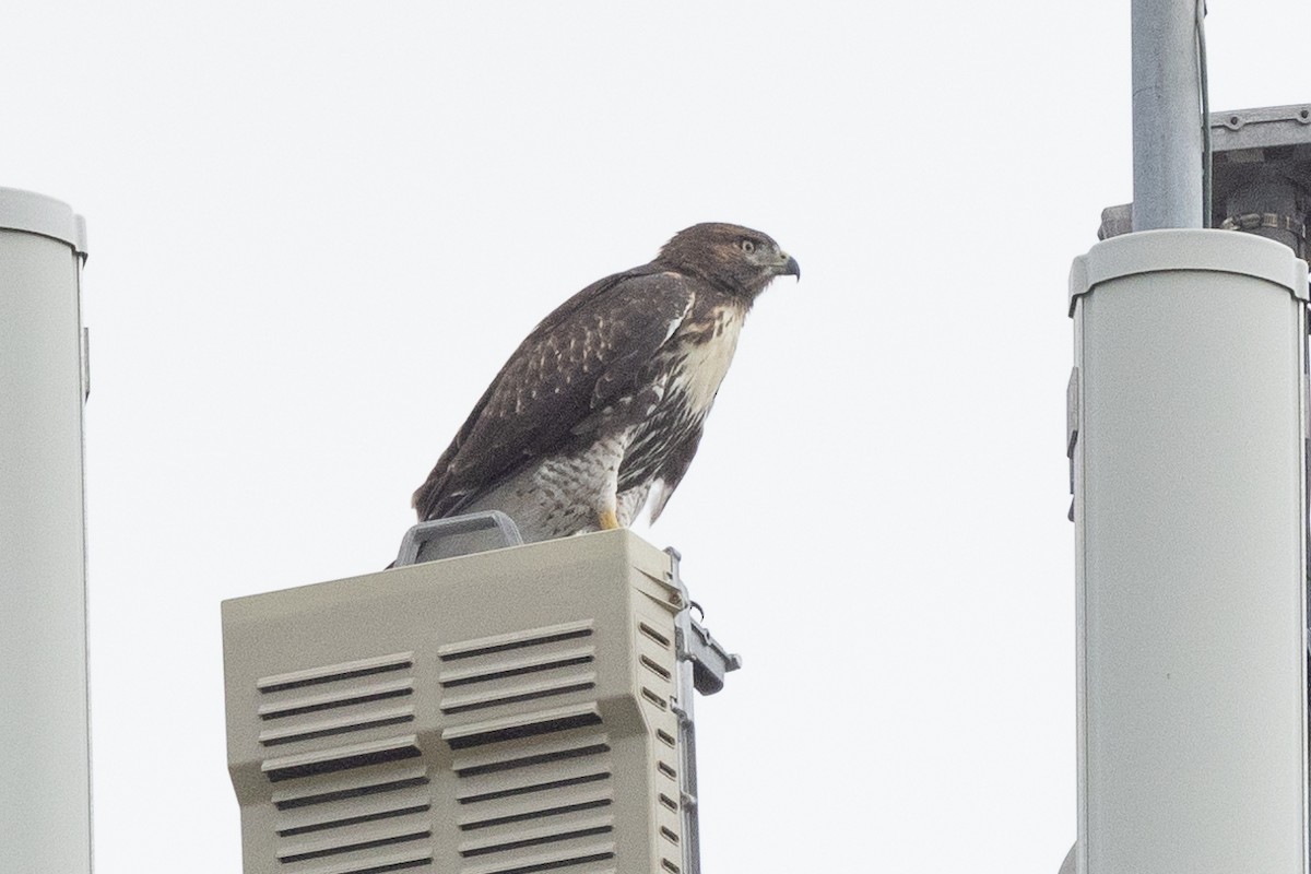 Red-tailed Hawk - ML620621723