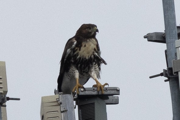 Red-tailed Hawk - ML620621724