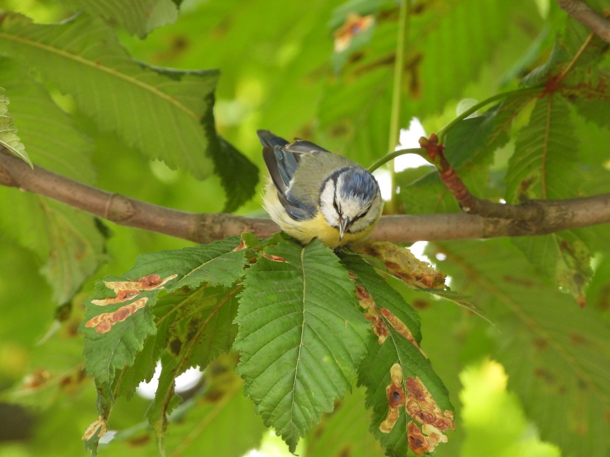 Eurasian Blue Tit - ML620621725