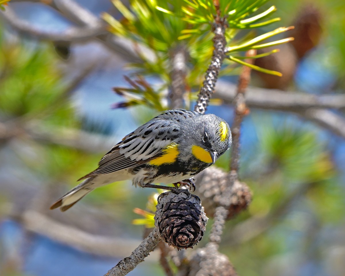 Yellow-rumped Warbler - ML620621726