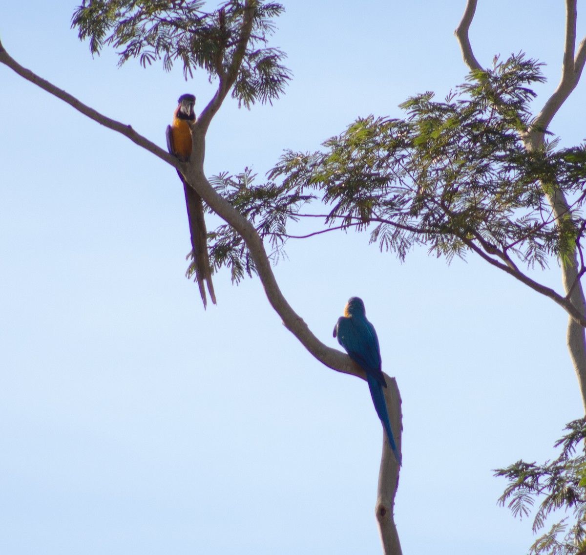 Guacamayo Azuliamarillo - ML620621729