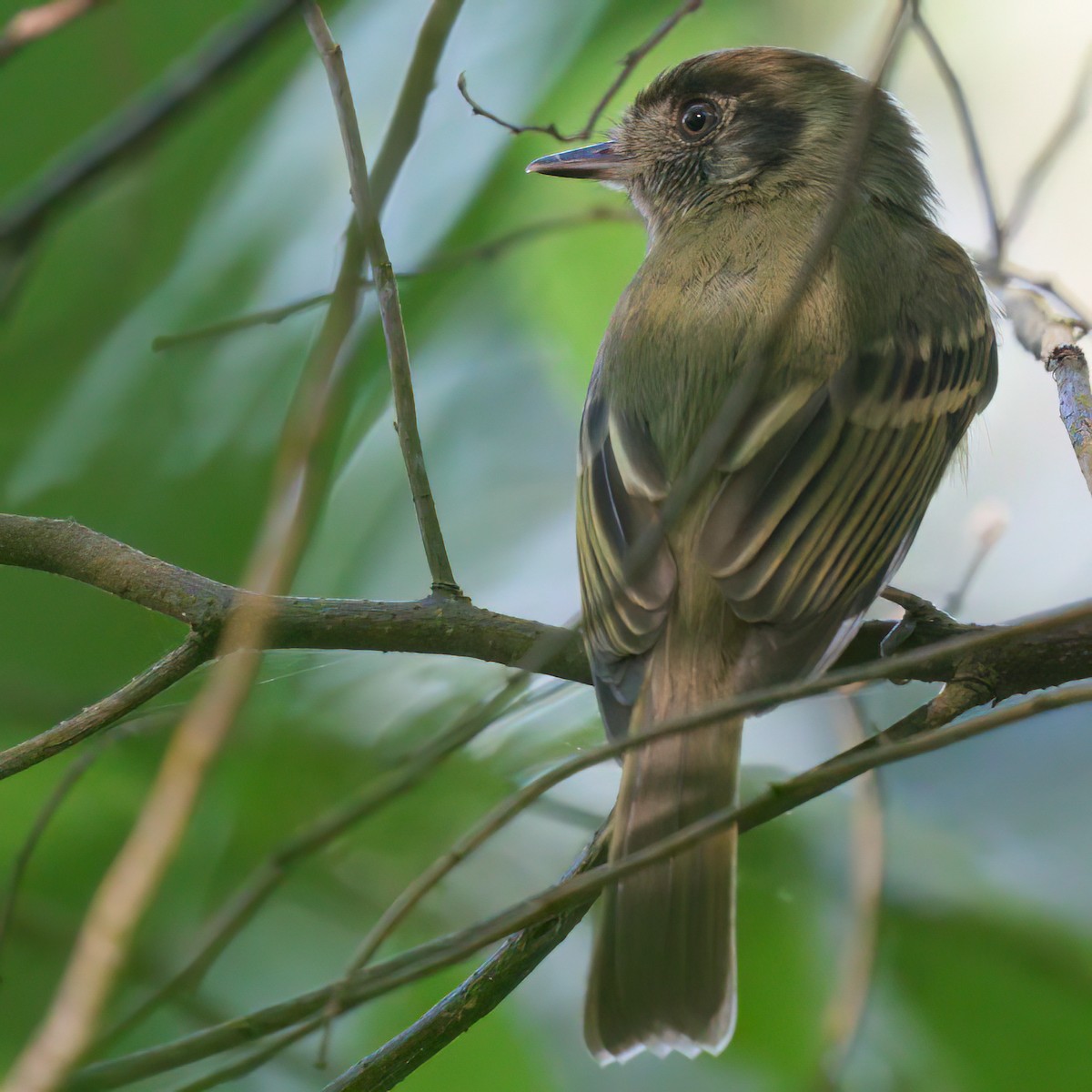 Sepia-capped Flycatcher - ML620621730
