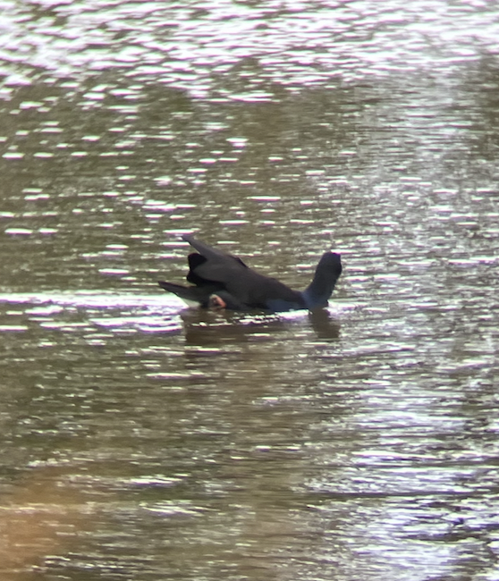 Australasian Swamphen - ML620621738