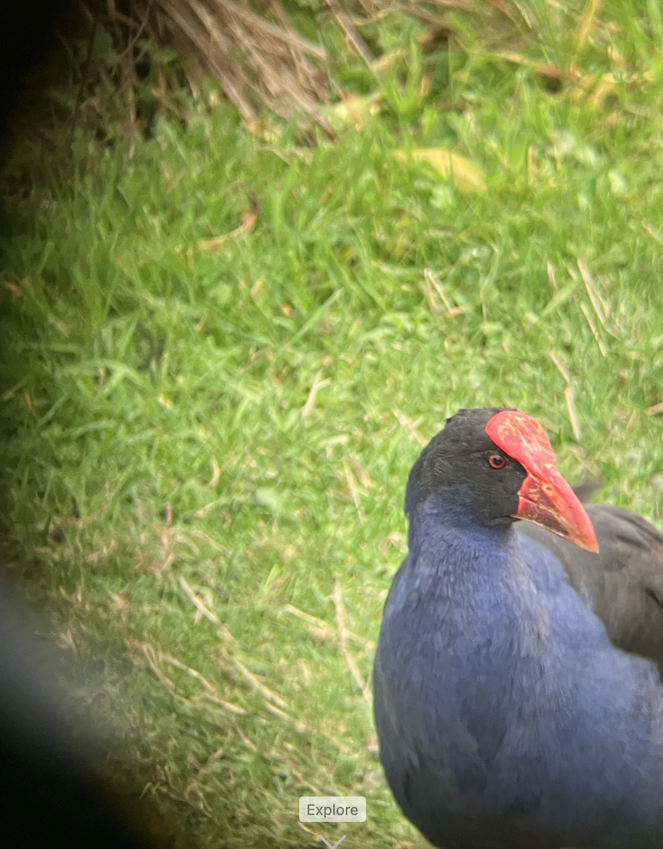 Australasian Swamphen - ML620621740