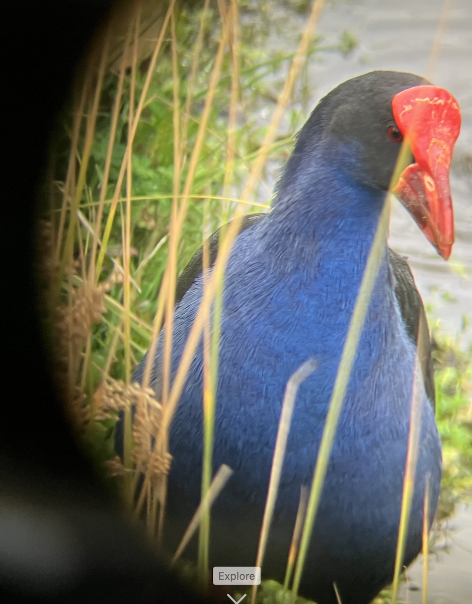 Australasian Swamphen - ML620621741