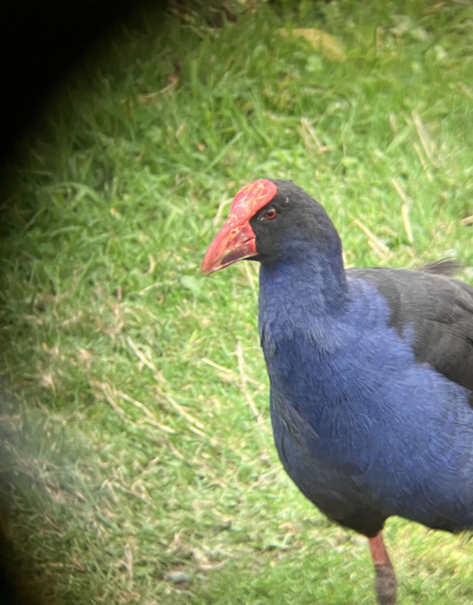 Australasian Swamphen - ML620621742