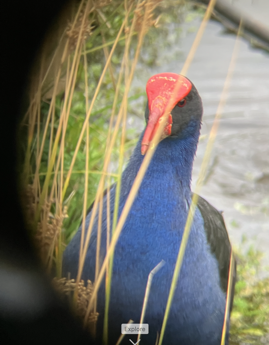 Australasian Swamphen - ML620621743