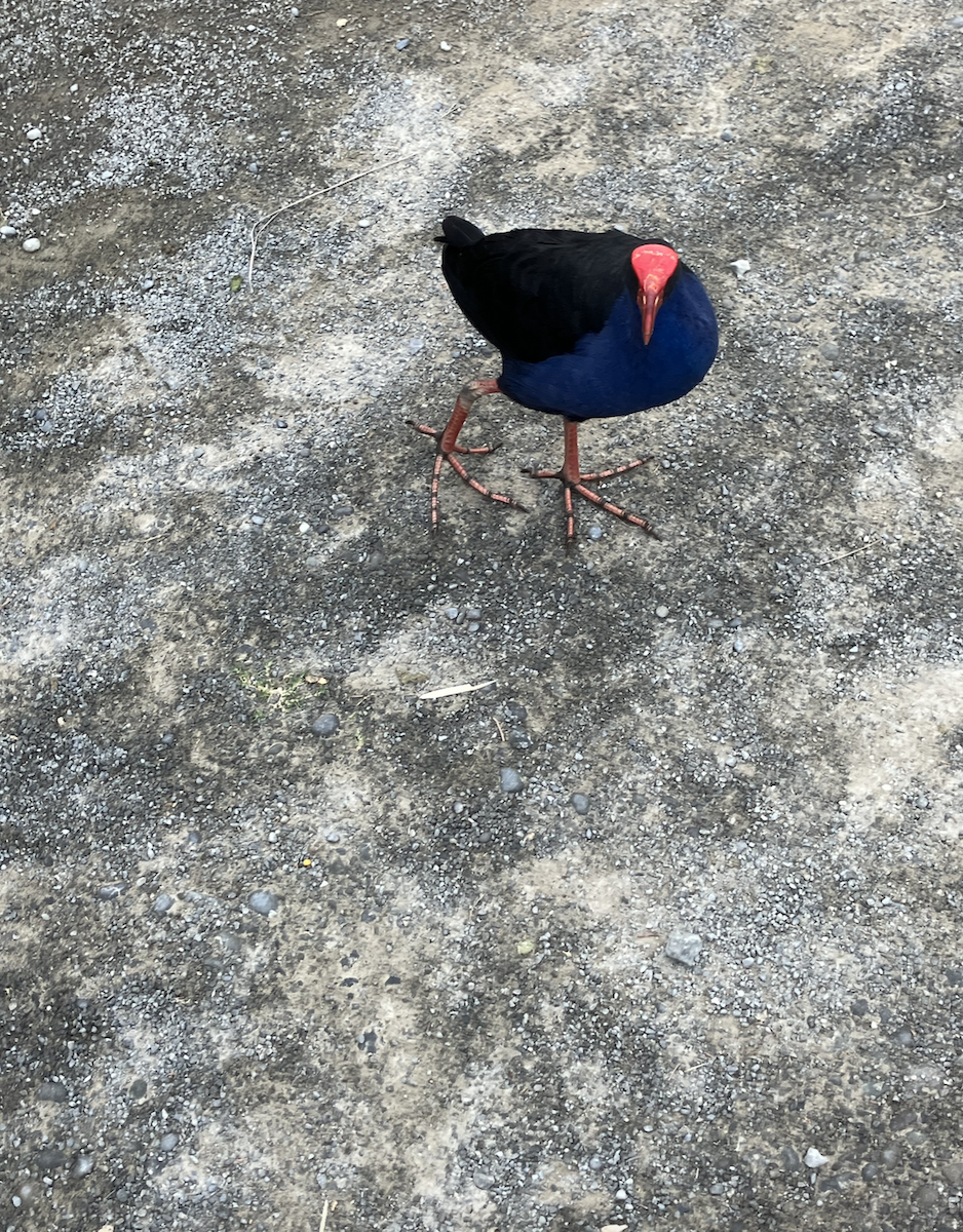 Australasian Swamphen - ML620621744