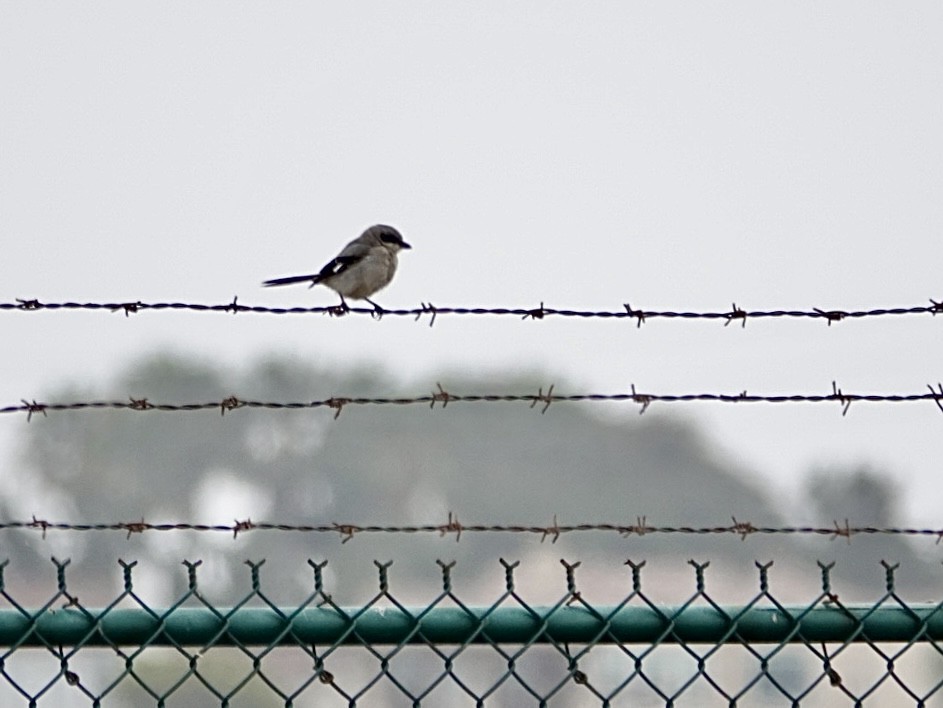 Loggerhead Shrike - ML620621748