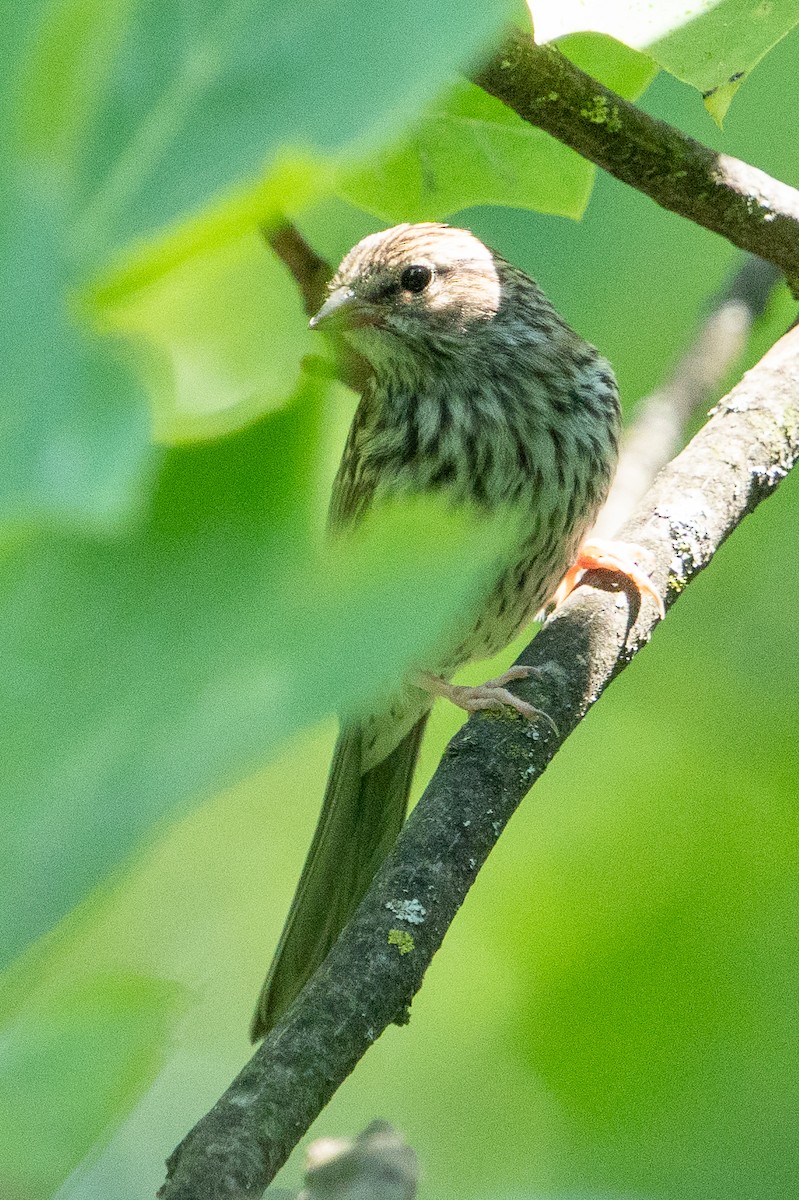 Chipping Sparrow - ML620621750