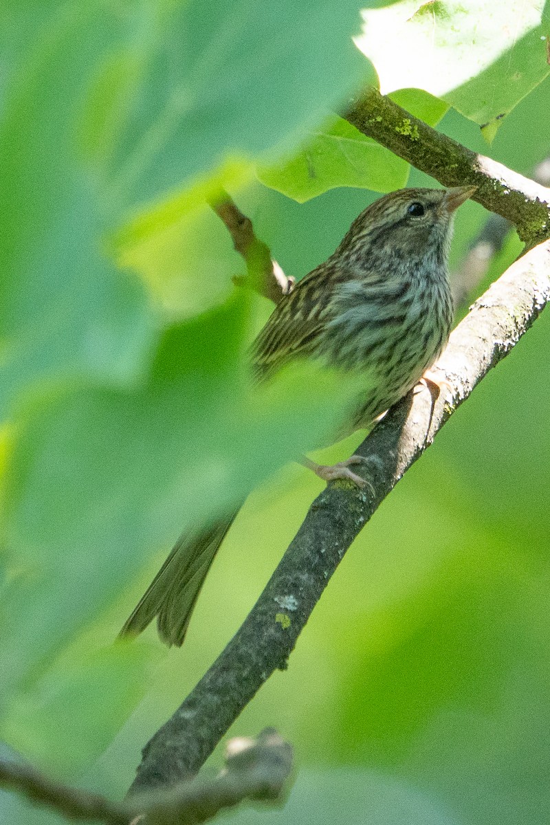 Chipping Sparrow - ML620621751