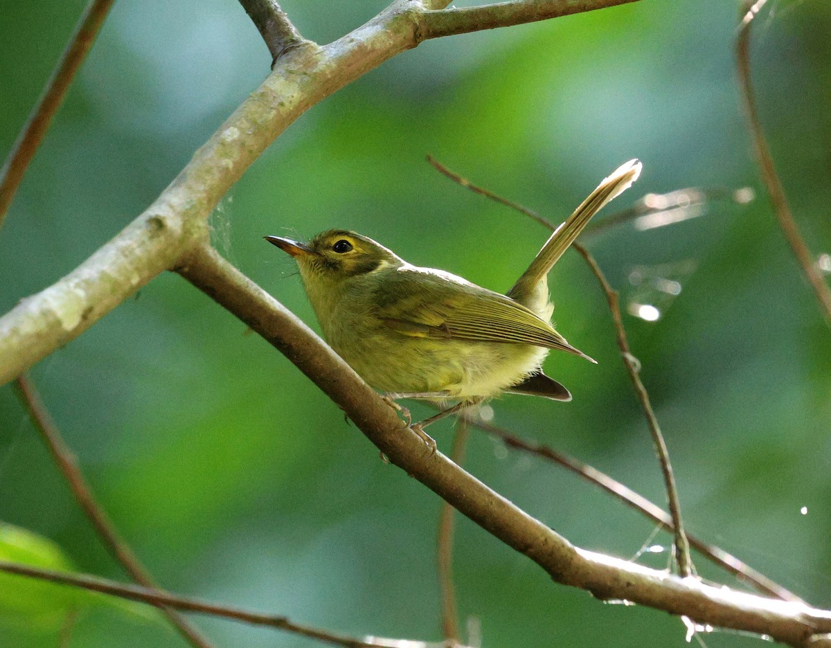 Oustalet's Tyrannulet - ML620621754