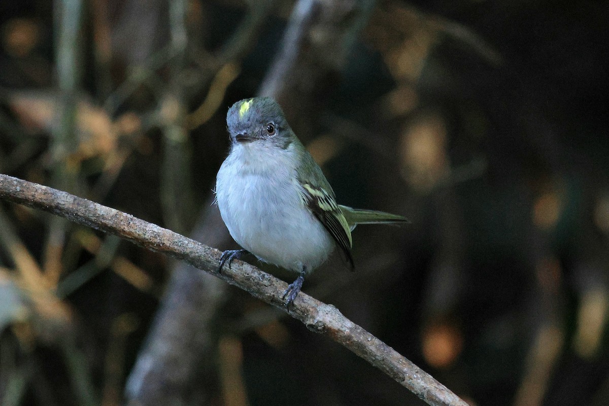 Gray-headed Elaenia - ML620621761