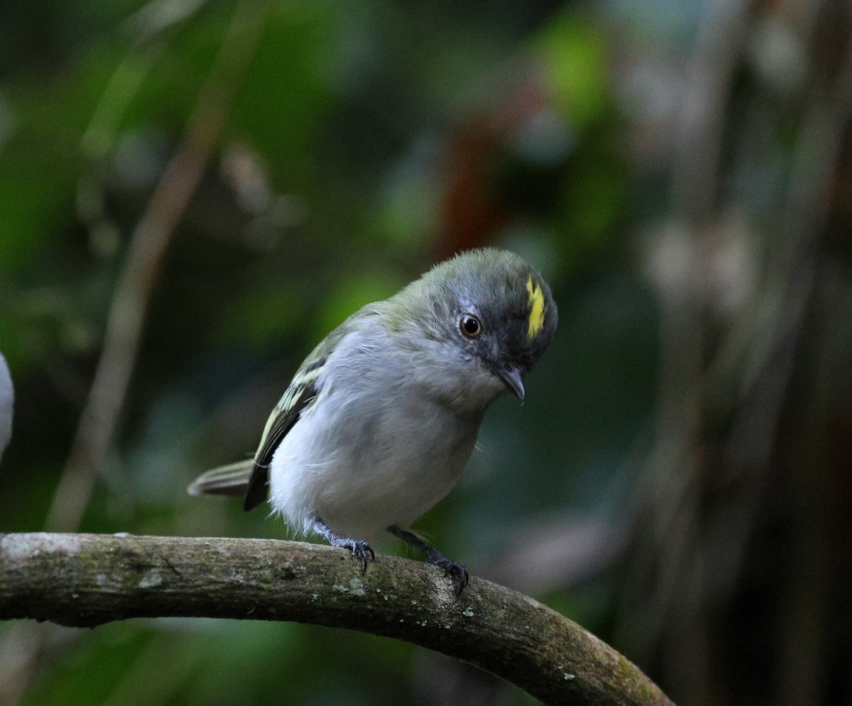 Gray-headed Elaenia - ML620621762