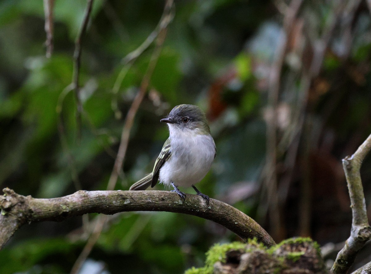 Gray-headed Elaenia - ML620621763