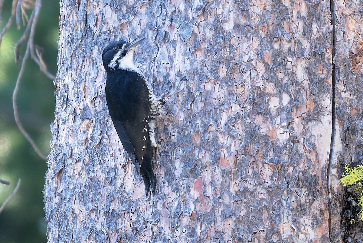 Black-backed Woodpecker - ML620621764