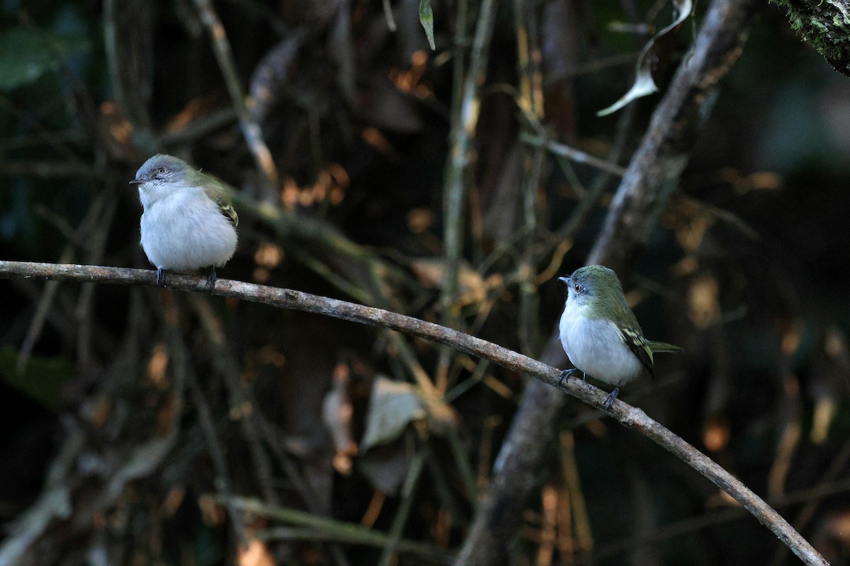 Gray-headed Elaenia - ML620621765