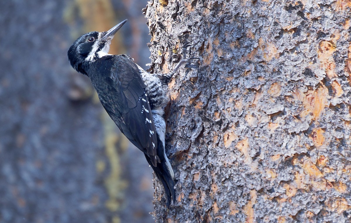 Black-backed Woodpecker - ML620621766