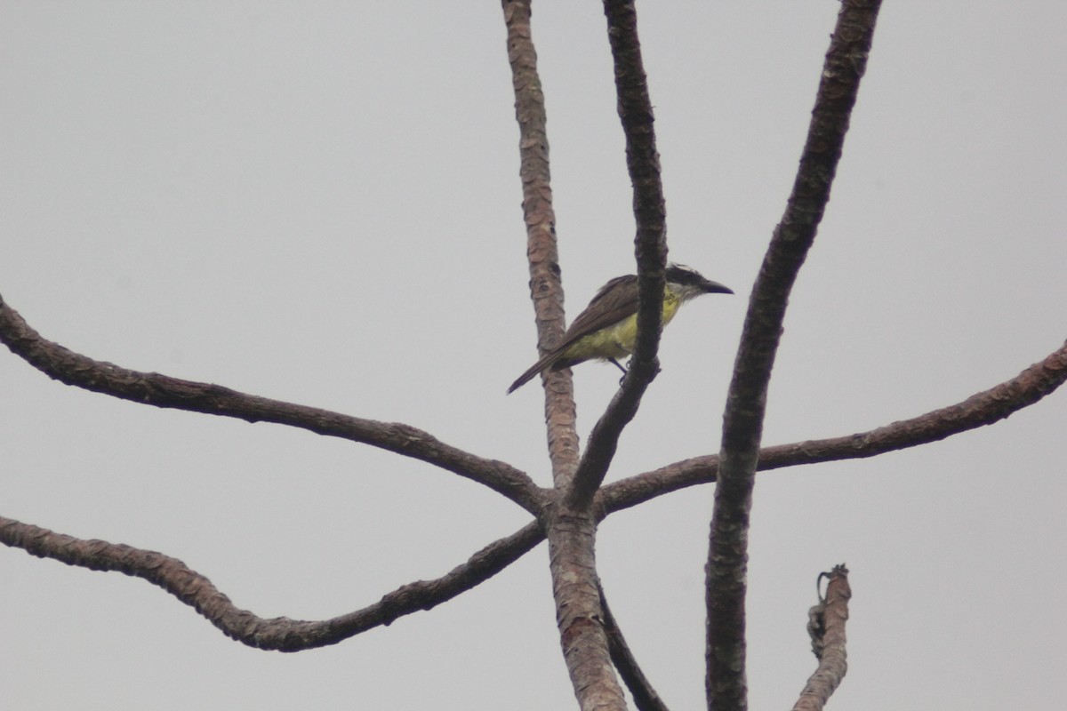 Boat-billed Flycatcher - ML620621767