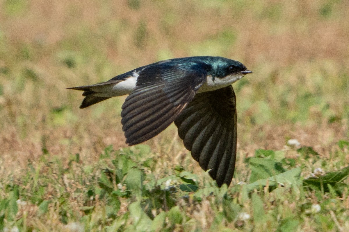 Golondrina Bicolor - ML620621768