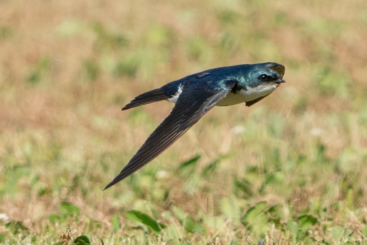 Golondrina Bicolor - ML620621770