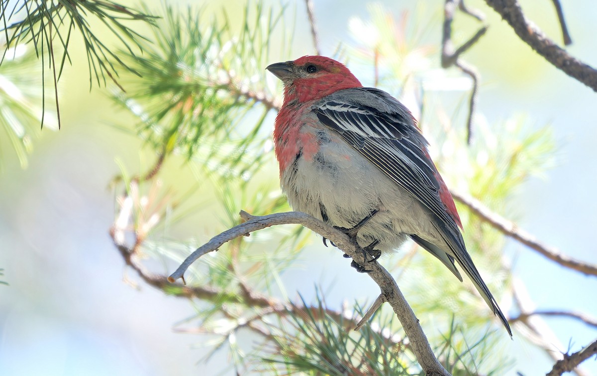 Pine Grosbeak - Aidan Brubaker