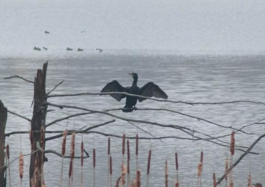 Double-crested Cormorant - ML620621776