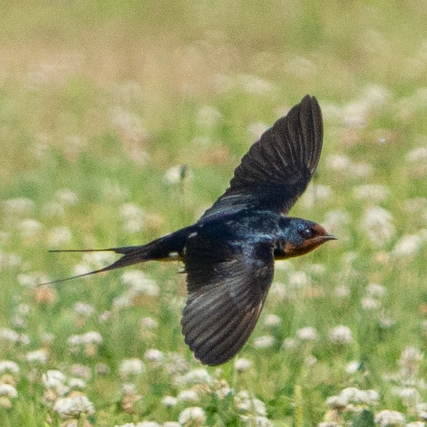 Barn Swallow - ML620621778