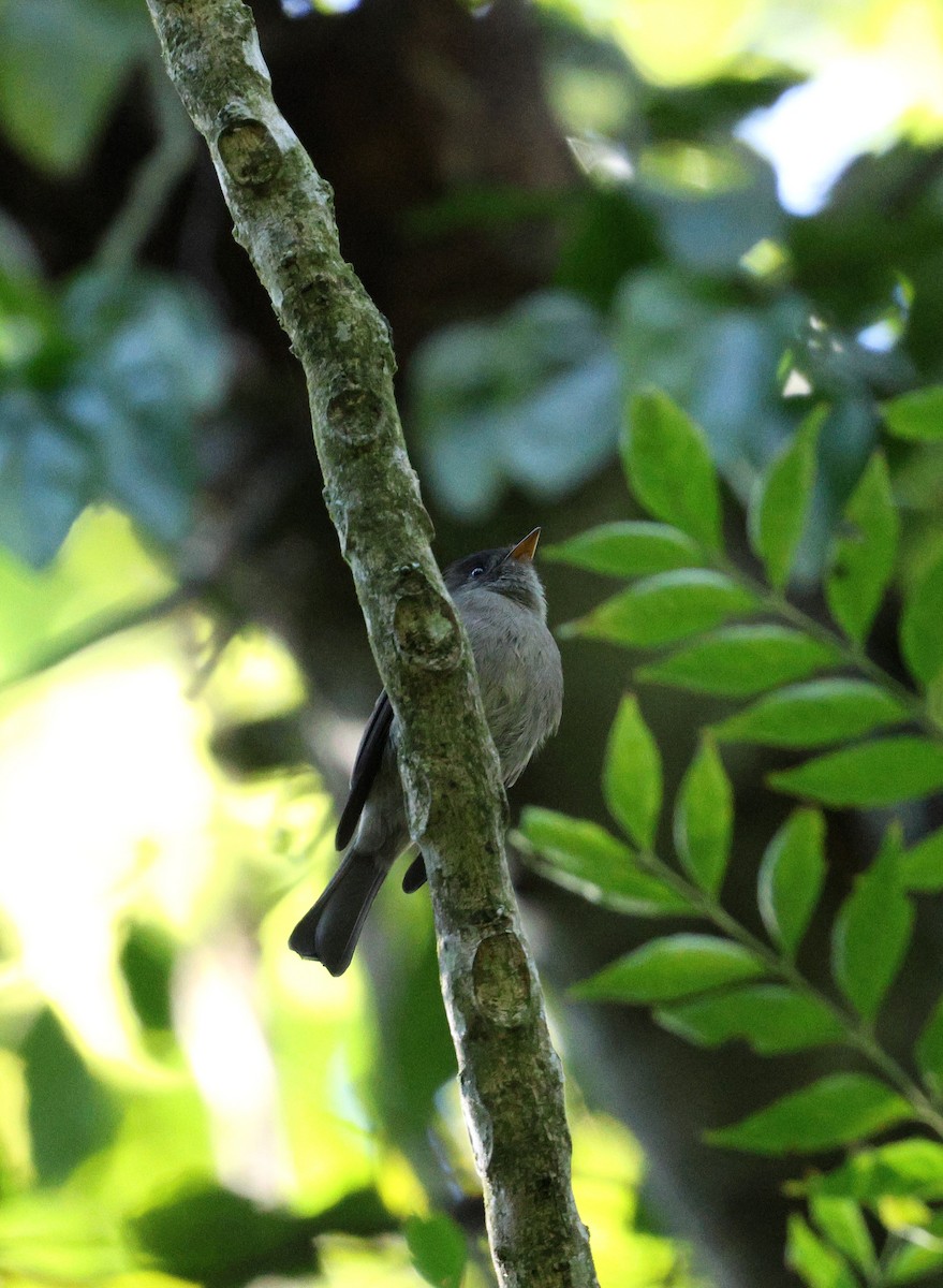 Southern Tropical Pewee - ML620621779