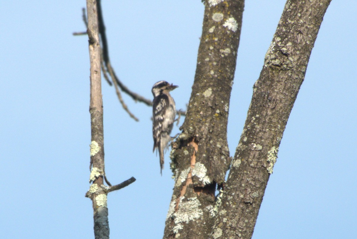 Downy Woodpecker - ML620621781